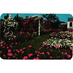 Northern Section Jackson & Perkins Rose Garden Postcard Newark NY